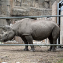Black Rhinoceros