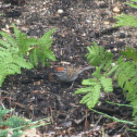 Chipping Sparrow