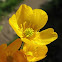 Buttercup