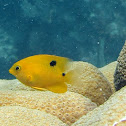 Threespot Damselfish (juvenile)