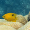 Threespot Damselfish (juvenile)