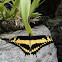 Giant Swallowtail