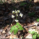 Slender Toothwort