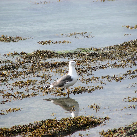 Spotting Image 1