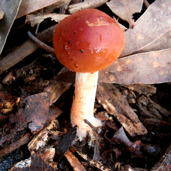 Spotting Image 1