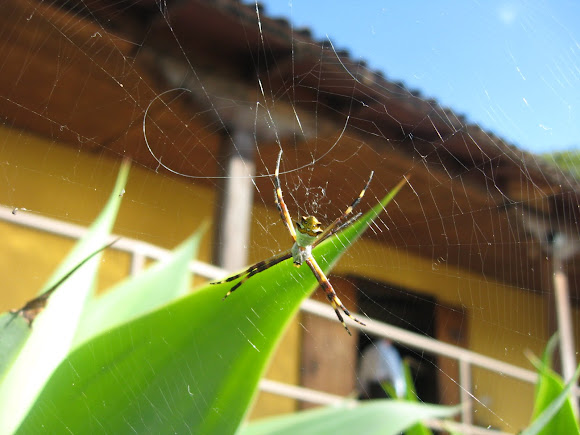 Spotting Image 1