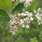 Meadowsweet