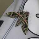 Oleander hawk moth