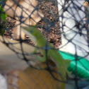 Carolina anole