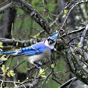 Blue Jay