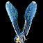 Derbid Planthopper