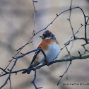 Brambling