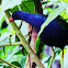 Purple Gallinule
