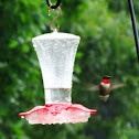 Ruby-throated Hummingbird