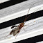Short-Tailed Ichneumon Wasp
