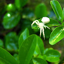 White Crab Spider