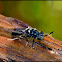 Black Soldier Fly