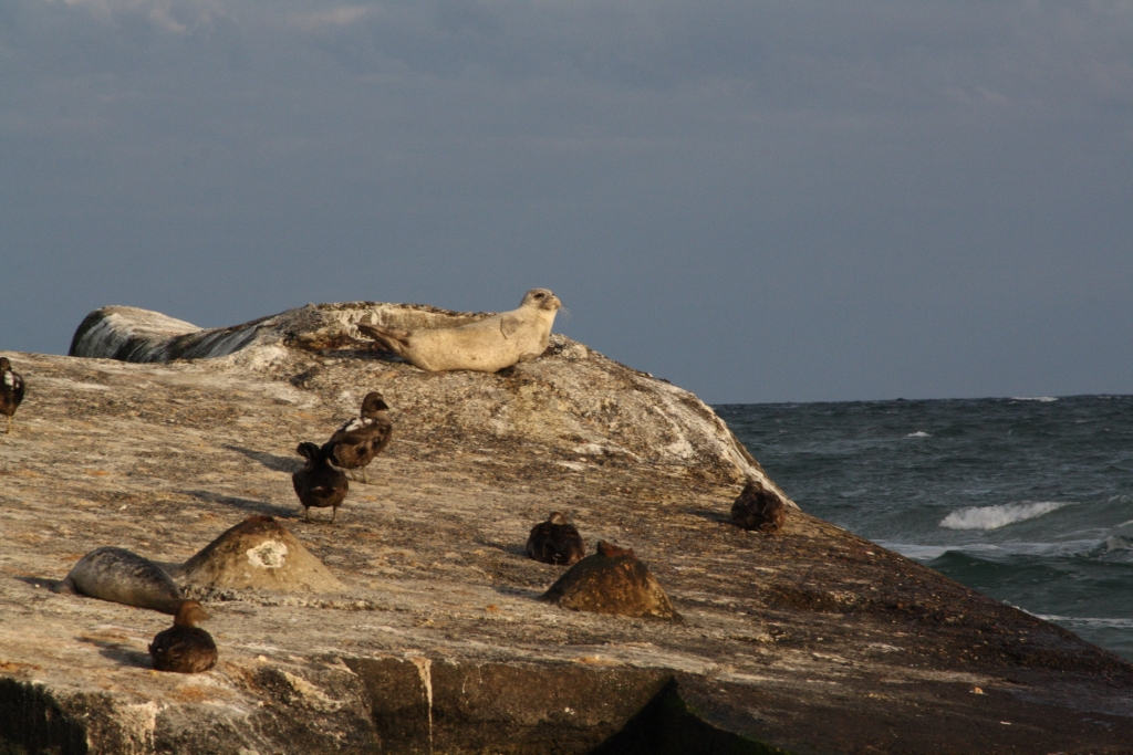 Seal