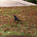 Unknown spotting
