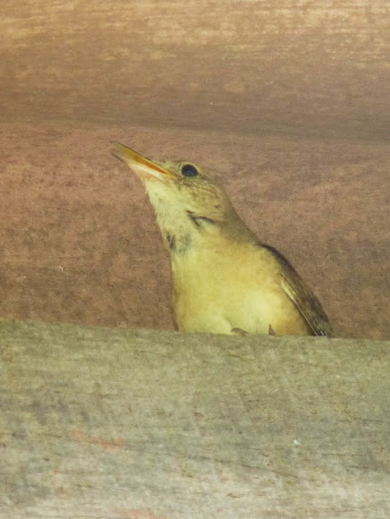 Spotting Image 1