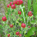 Crimson Clover