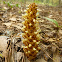 Squawroot