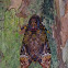 Death's head hawkmoth