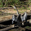 Australasian Darter