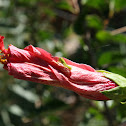 Grasshopper (Cavalletta)