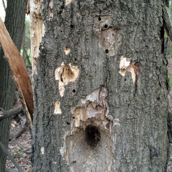 Woodpecker holes Project Noah