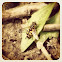 hover fly
