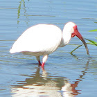 White ibis