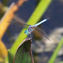 Blue Dasher