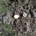Raided Canada Goose nest