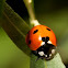 Lady Bug