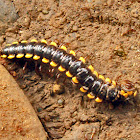 Asian Millipede