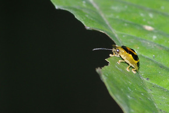 Spotting Image 1