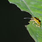 Tortoise beetle