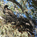 Red-Tailed Hawk
