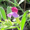 Spring Vetch