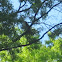 Red Tailed Hawk