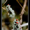 lichen