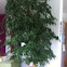 Ficus tree