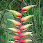 Heliconia