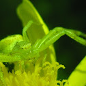 Unknown Crab Spider