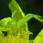 Unknown Crab Spider