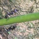Bullet Ant