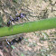 Bullet Ant