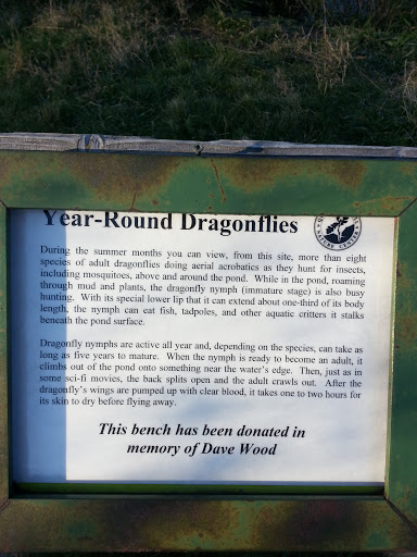 Year Round Dragonflies