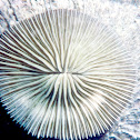 razor (mushroom) coral